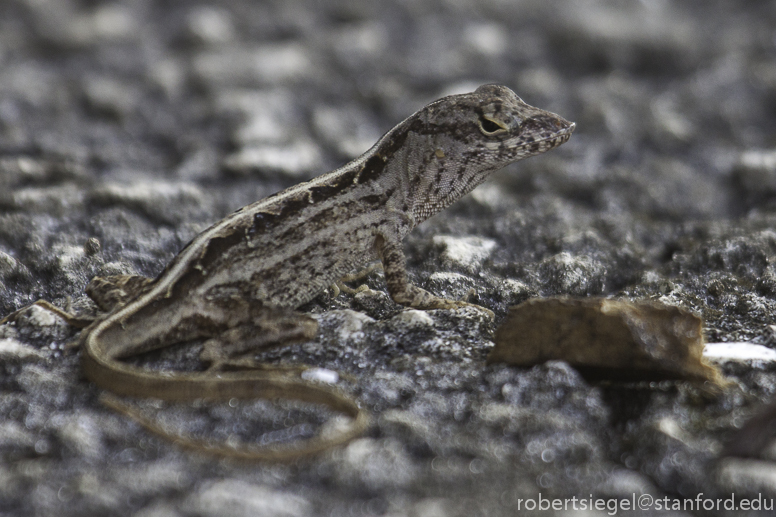 brown anole